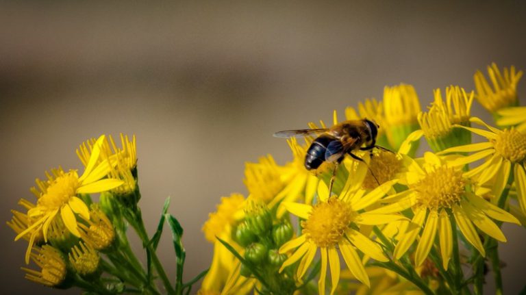 Wir verlosen bienenfreundliche Pflanzpakete!